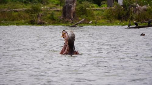 east africa group safari tour