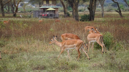 east africa group safari tour