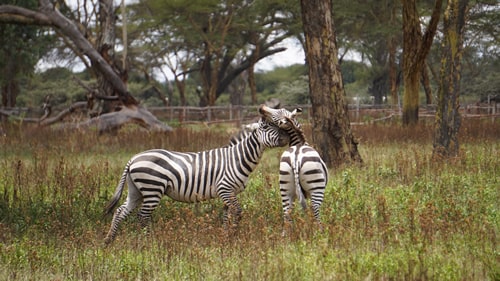 east africa group safari tour