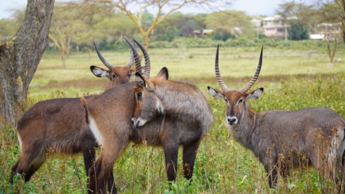 east africa group safari tour