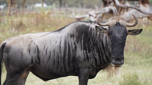 east africa group safari tour