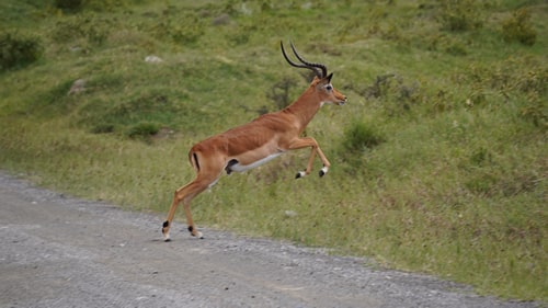 east africa group safari tour