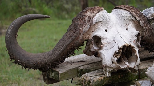east africa group safari tour
