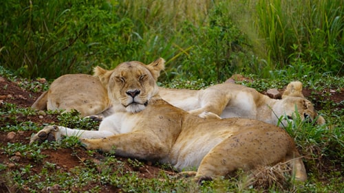 east africa group safari tour