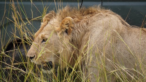 east africa group safari tour