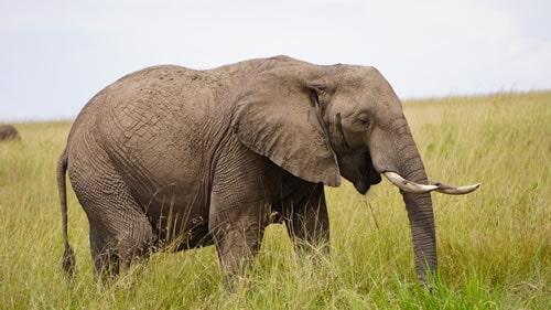 east africa tours and safaris