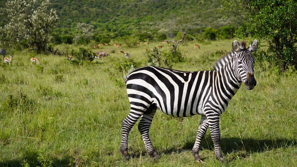 kenya safaris and tours