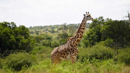 kenya safaris and tours