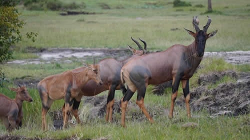 kenya safaris and tours