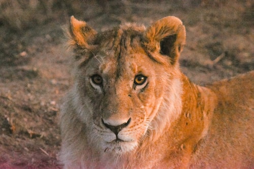 tanzania safaris