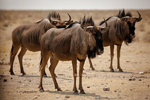 tanzania safaris
