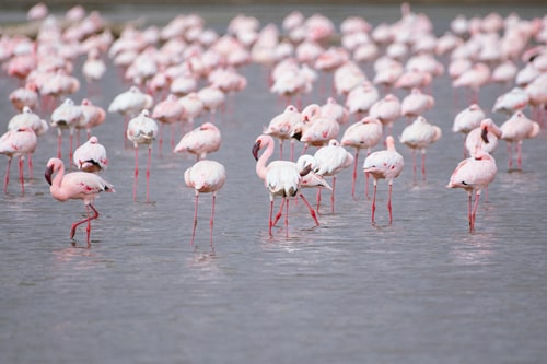 tanzania safaris