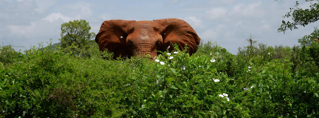 budget friendly game safaris